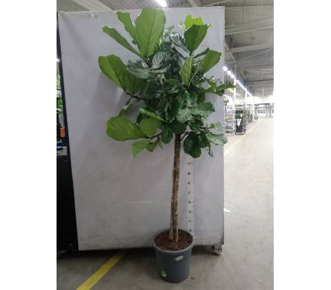 Ficus lyrata Multi stem 40x185 cm