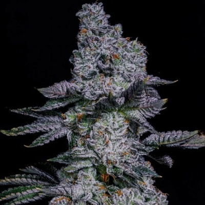 Ethos GenetiC Pineapple Runtz Auto semienka neobsahujú THC 5 ks