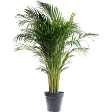 Areka, Areca lutescens, vysoká 120 - 150 cm, průměr květináče 24 cm