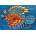 Cherry Pazzi - Puzzle Lionfish - 500 piese