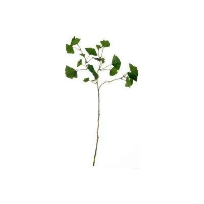 ASA Selection Декоративно растение Гинко ASA Selection, 72 см (66467444)