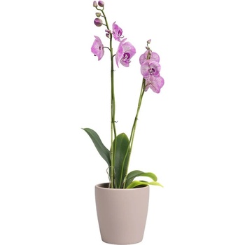 Artevasi Керамична саксия за цветя ø 14 cm Thalia - Artevasi (ZAC-836295)