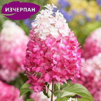 Living Creations® Хортензия Living Red Velvet® паникулата