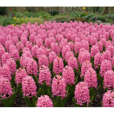 Hyacint 'Pink Surprise' 3 ks