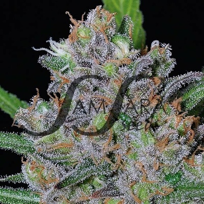Samsara Sweet Black Angel semienka neobsahujú THC 10 ks
