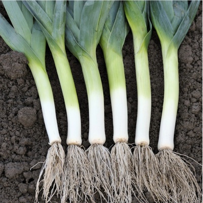 Pór pravý Starozagorski Kamuš - Allium porrum - predaj semien - 200 ks