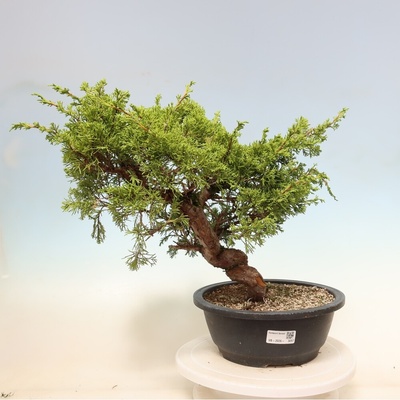 e-bonsai Venkovní bonsai - Juniperus chinensis Itoigawa-Jalovec čínský