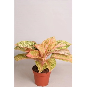 fiddle leaf fig trees for sale Fiddle Leaf Fig Tree - House Plants Delivery Toronto Canada main image 0