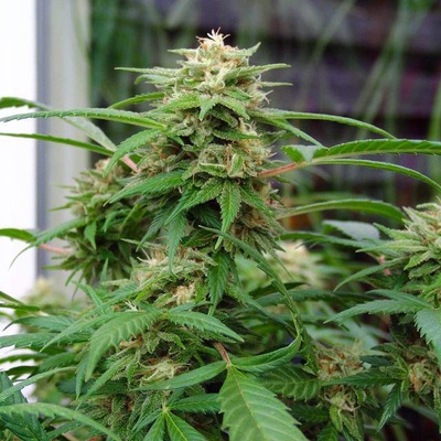 Nirvana White Rhino semienka neobsahujú THC 5 ks