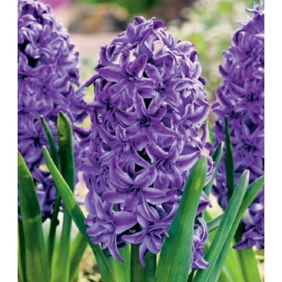 Hyacint plnokvětý Lili Purple Hyacinthus prodej cibulovin 1 ks
