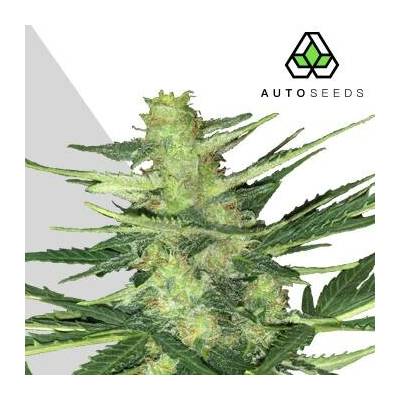 Auto Seeds Polar Express AUTO semena neobsahují THC 3 ks