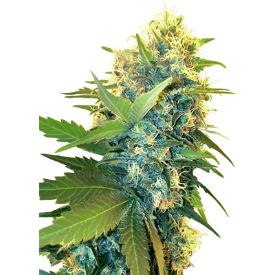 Sensi Seeds Research Double Kush Cake semena neobsahuji THC 3 ks