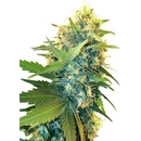 Sensi Seeds Research Double Kush Cake semena neobsahuji THC 3 ks