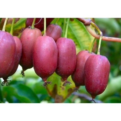 Mini kiwi Kens Red, výška 30-40 cm, kvetináč 17 cm