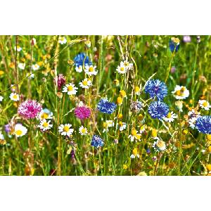 DIMEX ART Флизелинов фототапет диво поле с цветя 375 x 250 см