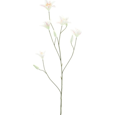 lilie-lilium růžová/krémová V106 cm