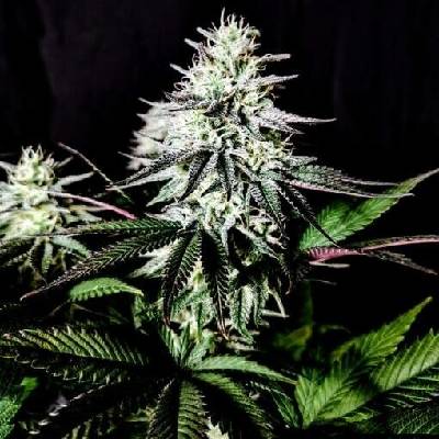 Pure Instinto Pure Ice Cream semena neobsahují THC 3 ks
