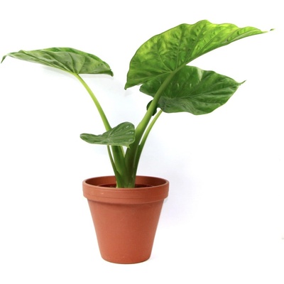 Gardners Alocasia Macrorrhiza, průměr 17 cm Alokásie, Alokázie