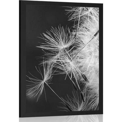 Plakát detail pampelišky v černobílém provedení - 20x30 black