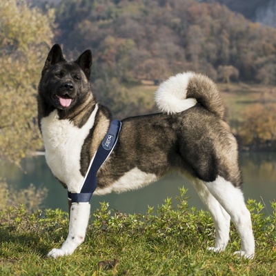 Balto Dvojitá lakťová ortéza pre psa M