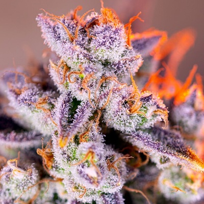 Sweet Seeds Tropicanna Poison XL Auto semienka neobsahujú THC 25 ks