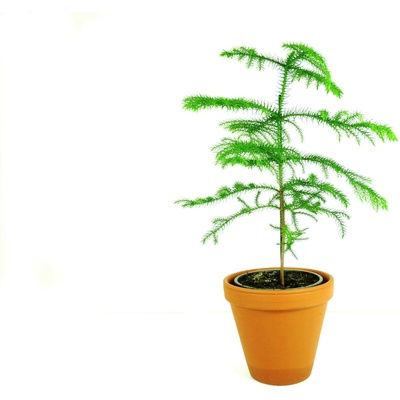 Gardners Araucaria heterophylla, průměr 14 cm Blahočet, aurakárie