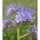 Svazenka vratičolistá - Phacelia tanacetifolia - semena svazenky - 50 ks