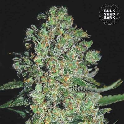 Bulk Seed Bank AUTO Chronical semena neobsahují THC 10 ks