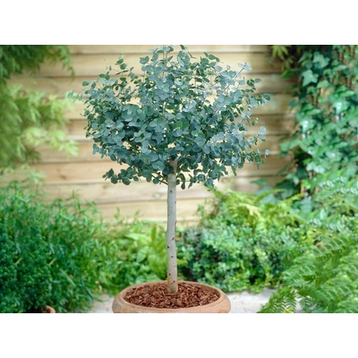 Eukalyptus gunnii na 30-40 cm kmienku, výška 70-90 cm, kvetináč 5 l