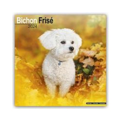 Bichon Frisé Gelockter Bichon 16-Monats 2024