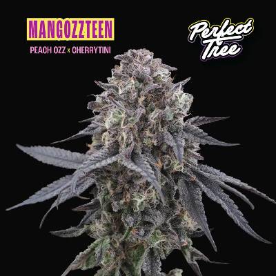 Perfect Tree Mangozteen semienka neobsahujú THC 6 ks