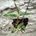 Dendrobium kingianum