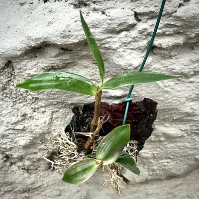 Dendrobium kingianum