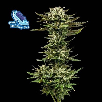Seedsman C99 x Blueberry Fast semena neobsahují THC 5 ks