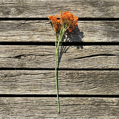 GYPSO SPRAY ORANŽOVÁ 46 cm