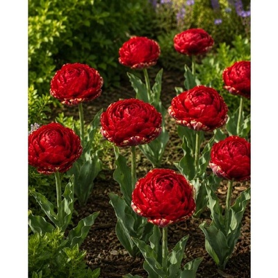 Tulipán 'Red Giant' 5 ks