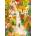 Magnolia - Puzzle Boy in the Forest - 1 000 piese