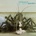 Birth Control - Operation (180 g) LP