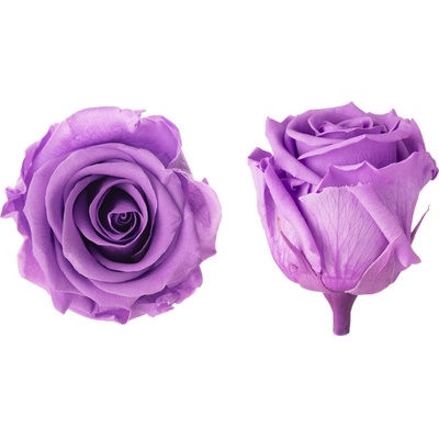 Hlavy růží - standard 6 ks Bright lilac - zářivá lila