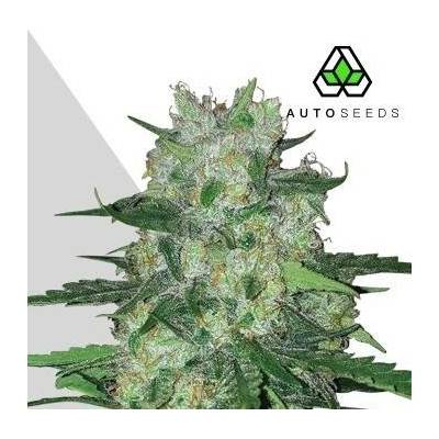 Auto Seeds AK47 Auto semena neobsahují THC 5 ks