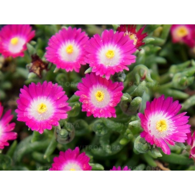 Poludňovka Jewel of Desert Amethyst - Delosperma, kont. 0,5 l