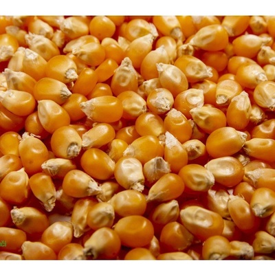 Microgreens Kukuřice na microgreens, 100 g