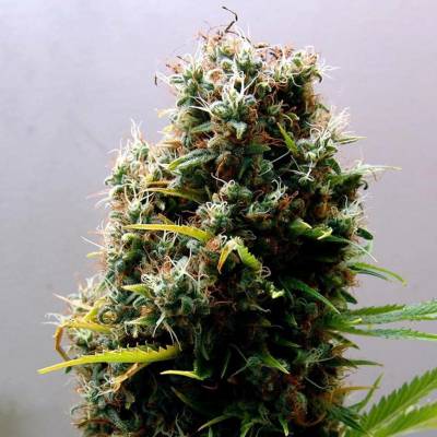Soma Seeds Kushadelic semena neobsahují THC 10 ks