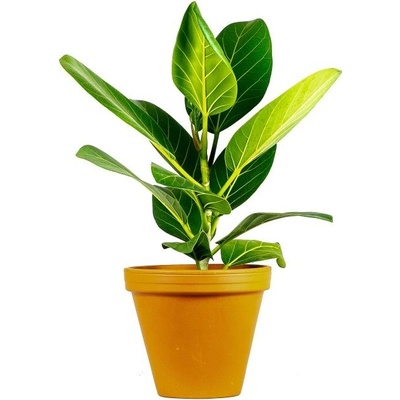 Gardners Ficus benghalensis Audrey, průměr 12 cm Fíkovník bengálský