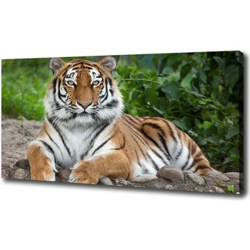 Foto obraz na plátne Tiger ussurijský 100x50 cm
