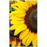 DIMEX ART Флизелинов фототапет слънчогледи 150 x 250 см