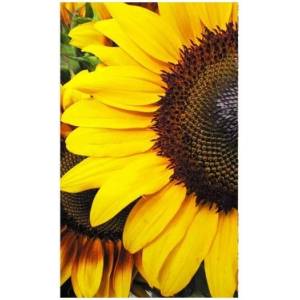 DIMEX ART Флизелинов фототапет слънчогледи 150 x 250 см