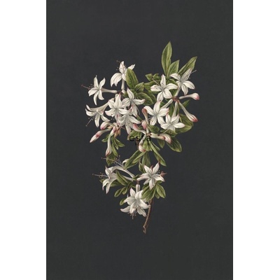 Esta Home 158885 Vliesová fotoapeta Vetvička Azalky Blush rozmery 186 x 279 cm