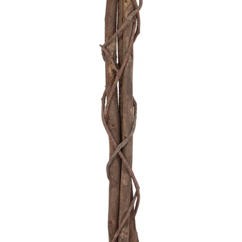 Fikus-Benjamin Multi-kmen, 180 cm