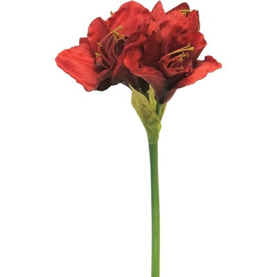 Hvězdník - Amaryllis / Hippeastrum Aline červený V63 cm
